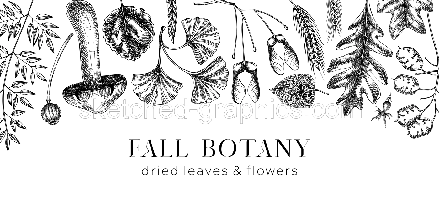 Autumn banner with fallen leaves and dried flowers. Sketched botanical border template. Hand-drawn dried herbs, fall leaves, mushrooms, and fruit illustration. Black and white Thanksgiving background. Illustration